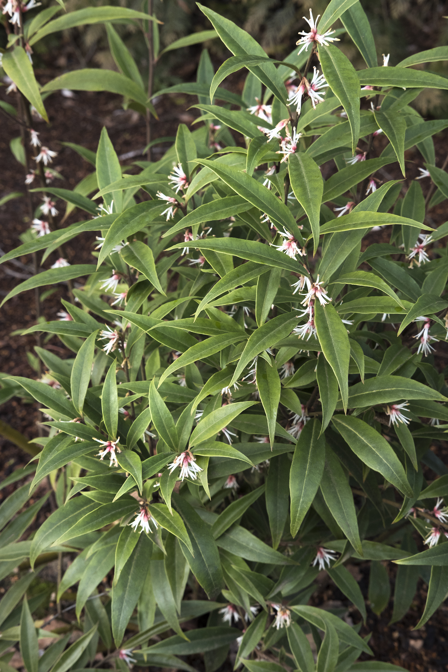 Sarcococca hookeriana var. digyna